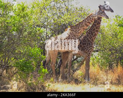 Akagera-Nationalpark, Ruanda, 26.. August 2022 Eine Giraffe ÒtowerÓ, im Akagera-Nationalpark-Busch, Ruanda. Stockfoto