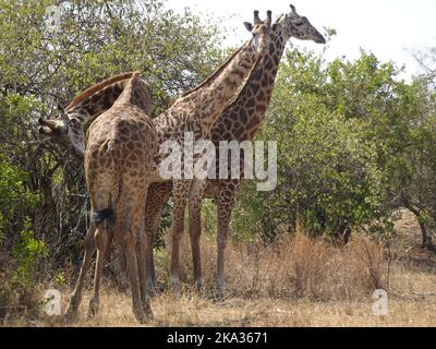 Akagera-Nationalpark, Ruanda, 26.. August 2022 Eine Giraffe ÒtowerÓ, im Akagera-Nationalpark-Busch, Ruanda. Stockfoto