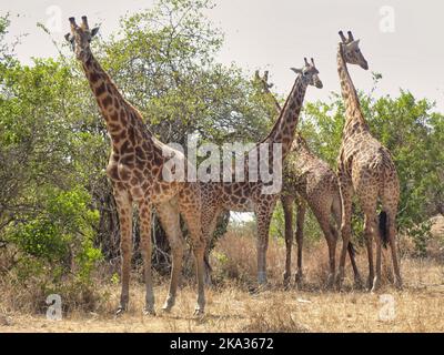 Akagera-Nationalpark, Ruanda, 26.. August 2022 Eine Giraffe ÒtowerÓ, im Akagera-Nationalpark-Busch, Ruanda. Stockfoto