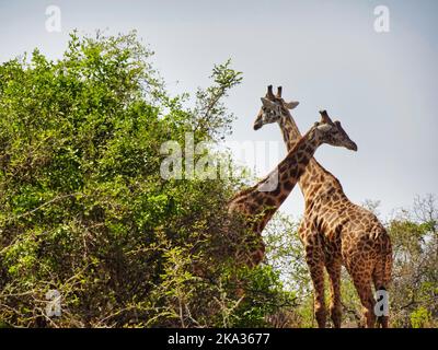 Akagera-Nationalpark, Ruanda, 26.. August 2022 Eine Giraffe ÒtowerÓ, im Akagera-Nationalpark-Busch, Ruanda. Stockfoto