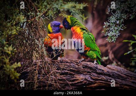Eine Selektion von Kokoslorikeets (Trichoglossus haematodus) auf einem Ast Stockfoto