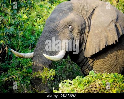 Akagera-Nationalpark, Ruanda, 26.. August 2022 Ein Elefant mit weiten Augen posiert im grünen Busch für den Fotografen Stockfoto