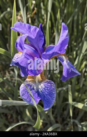 Eine vertikale Aufnahme einer Blume der Sibirischen Iris, die von grünem Gras umgeben ist Stockfoto