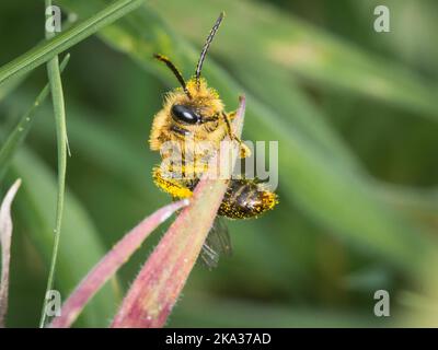 Eine Makroaufnahme von Colletes hederae, der Efeubiene, die mit gelben Pollen bedeckt ist. Stockfoto