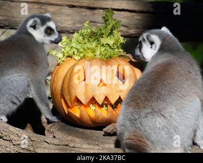 Rom, Italien. 30. Oktober 2022. Ringschwanzlemuren schauen sich einen Kürbis im Bioparco-Zoo in Rom, Italien, an, 30. Oktober 2022. Bioparco Zoo bereitete Kürbisse für Tiere, um das Halloween zu feiern. Quelle: Jin Mamengni/Xinhua/Alamy Live News Stockfoto