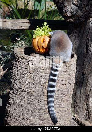 Rom, Italien. 30. Oktober 2022. Ein Ringschwanz-Lemur schnüffelt einen Kürbis im Bioparco-Zoo in Rom, Italien, 30. Oktober 2022. Bioparco Zoo bereitete Kürbisse für Tiere, um das Halloween zu feiern. Quelle: Jin Mamengni/Xinhua/Alamy Live News Stockfoto