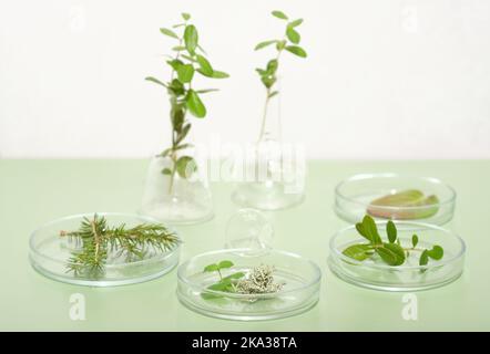 Grüne Pflanzen, Blätter und Kräuter in Petrischalen auf hellgrünem Hintergrund. Biotechnologie-Forschung, Wildwald angebaut Zutaten für Kosmetik oder Pharma Stockfoto