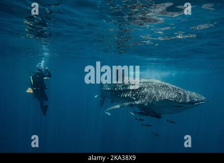 taucher schwimmt neben einem Walhai im Golf von Thailand Stockfoto