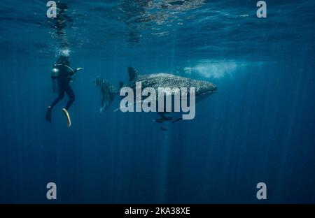 taucher schwimmt neben einem Walhai im Golf von Thailand Stockfoto