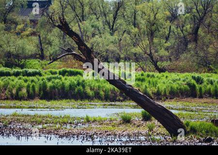 Der trockene Baum, der im Fluss isoliert war, war mit dem Moos bedeckt Stockfoto