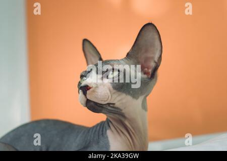 Porträt der Sphynx-Katze. Hauskatze Stockfoto