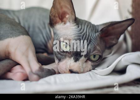 sphynx Welpe Katze Blick auf die Kamera Stockfoto