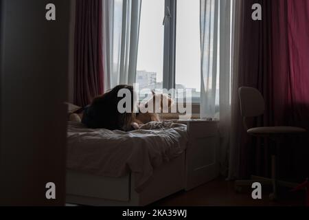 Ein Mädchen und ein Hund auf einem großen Bett in einem Zimmer am Fenster Stockfoto