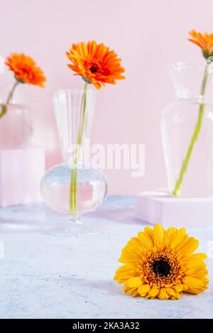 Orangefarbene Gerbera blüht in einer transparenten Glasvase auf einer farbigen Stockfoto