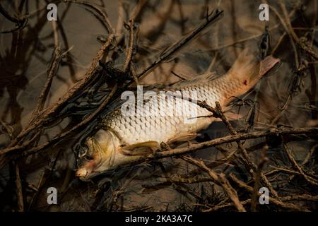 Tote Fische am Rande eines Sumpfes aufgrund von Verschmutzung Stockfoto