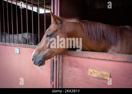 Braunes Pferd ruht in ihrem Stall Stockfoto