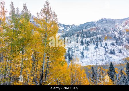 Kastanienbraune Glocken Morgen in Aspen, Colorado roten Elch Berge mit Winterschnee im Spätherbst Herbst Saison und Vordergrund von gelben und grünen Espen Baum fo Stockfoto