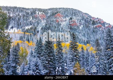 Kastanienbraune Glocken befinden sich in den Rocky Mountains in Aspen, Colorado, und der rote Gipfel ist nach Winterschnee im Spätherbst im Oktober mit Frost bedeckt Stockfoto