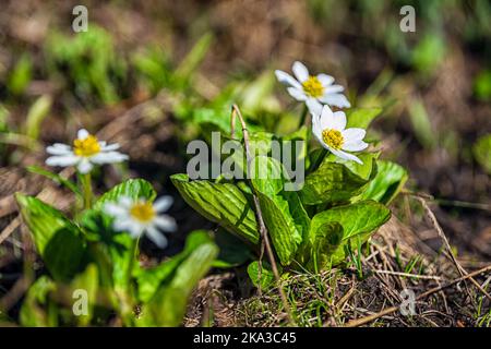 Nahaufnahme von weißen Sumpfblumen auf dem Linkins Lake Trail am Independence Pass in felsigen Bergen in der Nähe von Aspen, Colorado im Sommer mit Boden Stockfoto