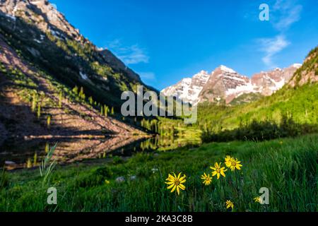 Gruppe gelber Helianthella uniflora, die Oneblümchen Helianthella, Wildblumen im Vordergrund des Maroon Bells Sees und Höhepunkt an sonnigen Tagen in Aspen, Colo Stockfoto