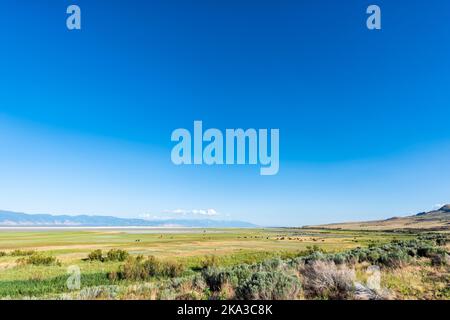 Weitwinkelansicht der Wildbison Tiere Herde im Tal im Antelope Island State Park in Utah im Sommer grasen auf Gras mit tiefblauem Himmel Stockfoto