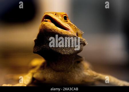 Eine Makroaufnahme einer östlichen bärtigen Drachen (Pogona barbata) Eidechse mit dem Kopf nach oben Stockfoto