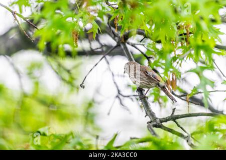 Grüne Eiche mit weiblichen Hausfinken Vogel mit gestreiften braunen Farbe und Bokeh Hintergrund in Virginia thront auf Zweig im Frühjahr Stockfoto