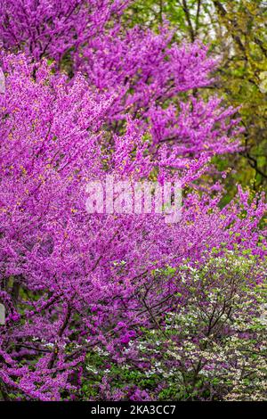 Rotbudsbaum blühende Blumen Äste mit vielen lila rosa bunte lebendige Blüten im Frühling im Garten Hinterhof in Virginia im Frühling verti Stockfoto