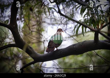 Eine Selektion einer gemeinen Smaragdtaube (Chalcophaps indica) auf einem Baum Stockfoto