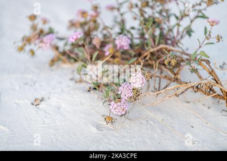 White Sands Dunes National Park in New Mexico mit Nahaufnahme von lila Sand Verbena rosa Blumen Pflanzen auf dem Boden Stockfoto