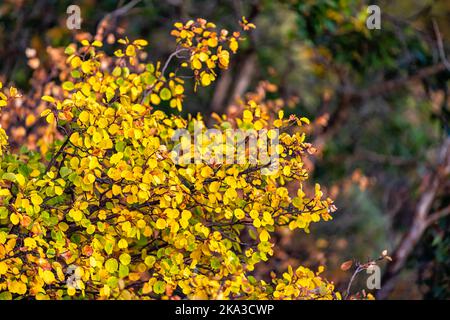 Nahaufnahme von bunten gelben Blättern Laub auf american Espe Baum in Colorado felsigen Bergen Herbst Wald im Hintergrund Stockfoto