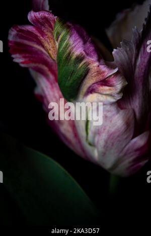 Nahaufnahme einer Tulpe der Grünen Welle (Papagei), isoliert auf schwarzem Hintergrund Stockfoto