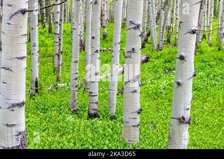 Aspen-Waldbäume wachsen im Sommer am Kebler Pass, Colorado, in den Bergen des National Forest Park mit grüner Abdeckung und weißen Stämmen mit Augen Stockfoto