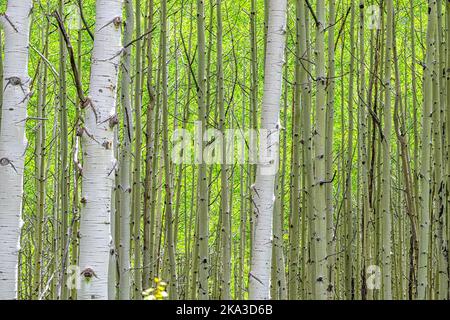 Viele Espenwaldstämme mustern im Sommer auf dem Kebler Pass in Colorado in den Bergen des National Forest Park mit grüner und weißer Farbe Stockfoto