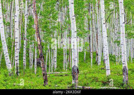 Viele Espenwaldstämme sind im Sommer am Kebler Pass, Colorado, in den Bergen des National Forest Park mit grünen und weißen Farben von üppigem Laub zu sehen Stockfoto