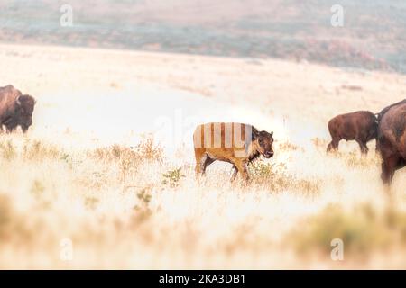 Ein junges Bison-Kalb in der Graslandprärie in der Nähe von Great Salt Lake, Utah, im Antelope Island Park Stockfoto