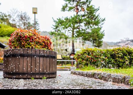 Viele gefallene Kirschblütenblätter mit bedecktem Bürgersteig im Frühling mit regnerischer Regenzeit in Kyoto, Japan Stockfoto