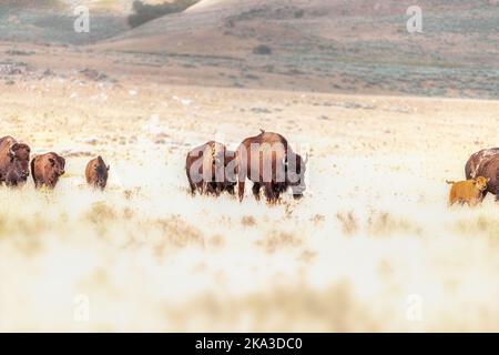 Wildtierherde Bisons in der Graslandprärie in der Nähe von Great Salt Lake, Utah, im Antelope Island Park Stockfoto