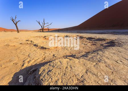 Deadvlei, weiße Tonpfanne im Namib-Naukluft Park in Namibia. Tote Akazienbäume. Bunte Dünen im Hintergrund. Stockfoto