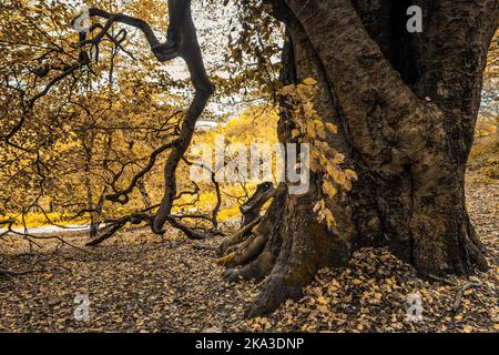 Herbstliche Bäume in den Hügeln rund um das Clent Valley in den West Midlands. Stockfoto