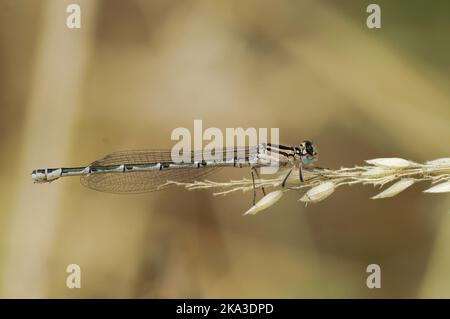 Detaillierte Nahaufnahme einer Blauen Damselfliege, Enallagma cyathigerum, die in der Vegetation thront Stockfoto