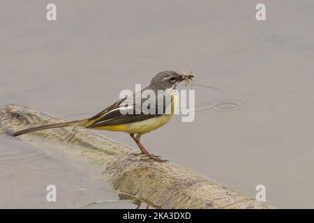 Eine Nahaufnahme eines grauen stelzvogels, der um das Wasser herum steht, mit einem Käfer im Schnabel Stockfoto