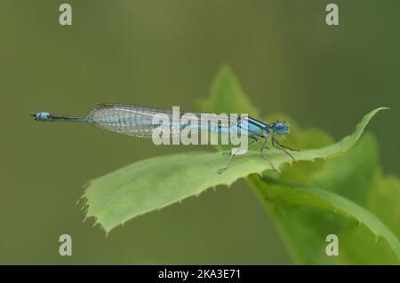 Detaillierte Nahaufnahme einer Blauen Damselfliege, Enallagma cyathigerum, die in der Vegetation thront Stockfoto