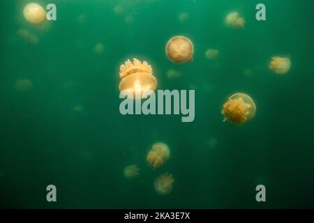 Die schöne Aufnahme des Jellyfish Lake - ein See auf der Insel Eil Malk in Palau Stockfoto