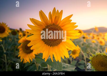 Malerische Landschaft von großen landwirtschaftlichen Feld mit blühenden gelben Sonnenblumen in der Sommerlandschaft während des Sonnenuntergangs Stockfoto