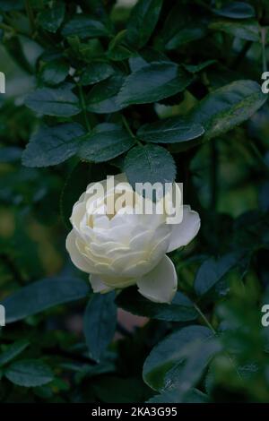 Eine vertikale Aufnahme einer weißen Rose, die im Garten blüht Stockfoto
