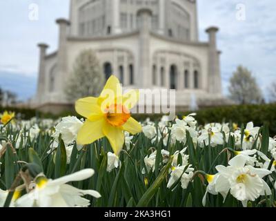 Eine Nahaufnahme von Narzissenblüten, die im Garten blühen Stockfoto