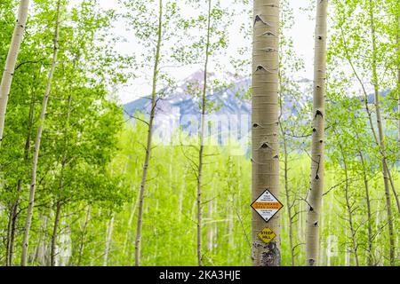 Mount Crested Butte, USA - 21. Juni 2019: Aspen-Hain-Waldbäume in Sommerwäldern mit Schild auf dem Snodgrass-Pfad für steilen Hügel und öffentlichen Zugang permi Stockfoto