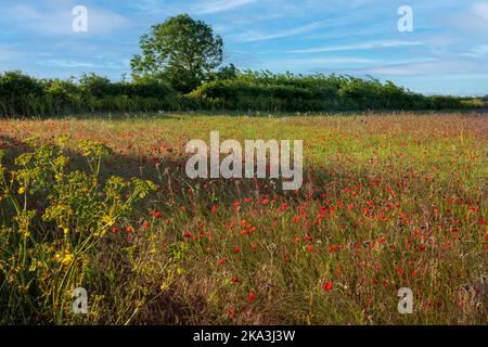 Feld von roten Mohnblumen im Sommer ist der Mohnblume eine blühende Pflanze in der Unterfamilie Papaveroideae der Familie Papaveraceae. Stockfoto