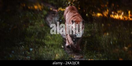 Der wunderschöne kanadische Puma in Bewegung. Wild America, Herbstwald. Amerikanischer Big-Cat-Puma - Berglöwe. Wilde große Katze läuft im Wald, Szene Stockfoto